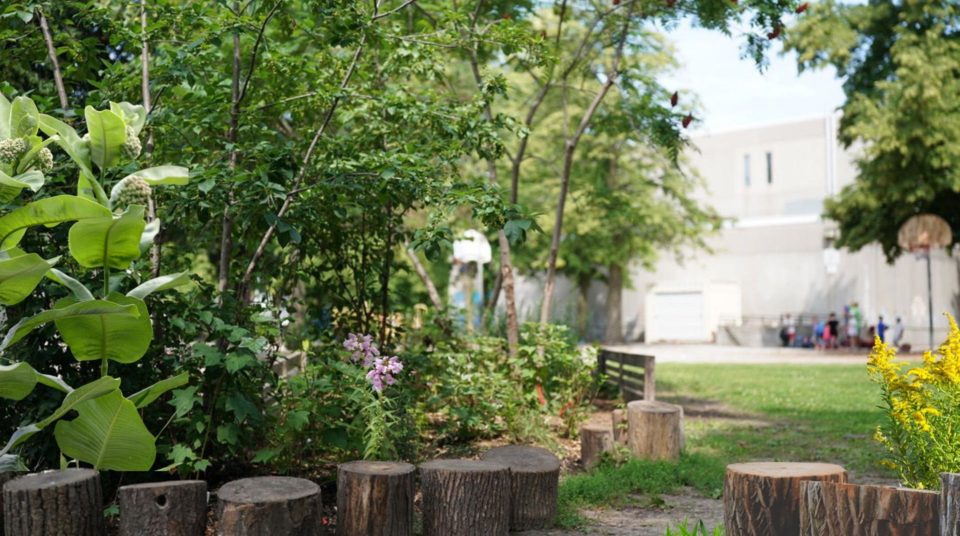 native ecology learning garden and stumps